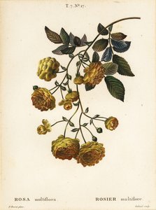 Multiflora rose or Japanese rose