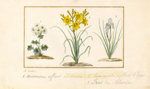 Anemone, Daylily and Iris by Pancrace Bessa