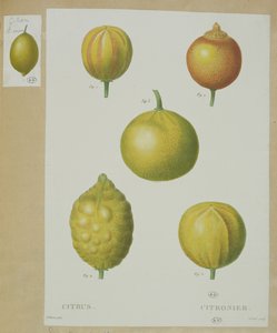 Lemons (engraved by Gabriel)