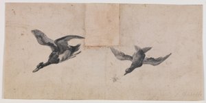 Two Flying Birds