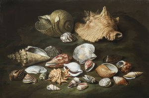 Still Life with Shells