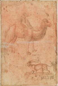 A Camel with a Child Riding. Below a Fabulous Beast (Castoro)