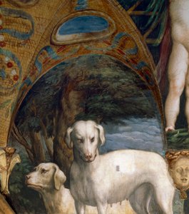 Pair of dogs (detail) by Parmigianino