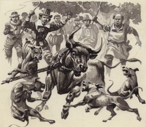 Bull baiting