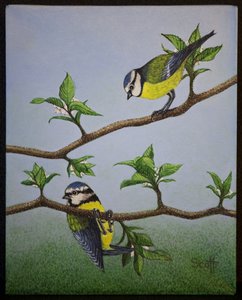 Bluetits