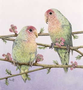Love Birds