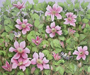 Nesting in Clematis