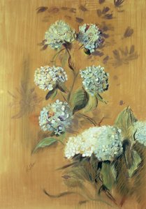 Hydrangeas