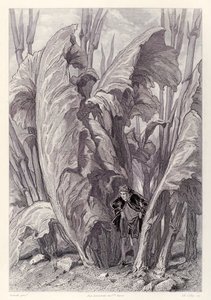 Gulliver Scavenges Food and Disappears Between Two Sorrel Leaves, from French Edition of Gulliver