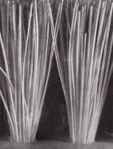 Bristles of a Clothes Brush by Paul Henning