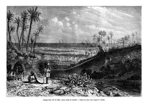 Landscape in the Island of Cuba
