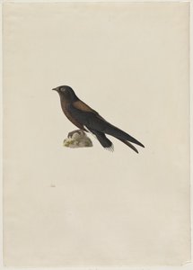 Needle-Tailed Swift Hirundapus Caudaculus