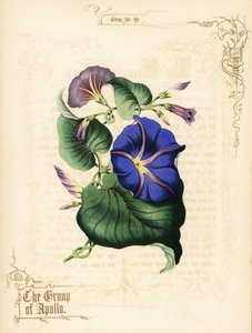 Morning Glory Flowers and Foliage by Paul Jerrard