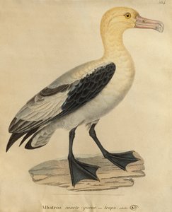 Albatross with a Short Tail