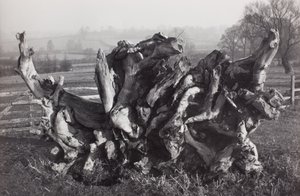 Laocoon, Carswall