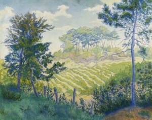 Vineyards Under the Pines