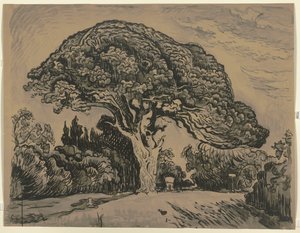 The Bertaud Pine