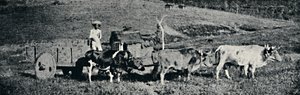 Ox Cart, 1895