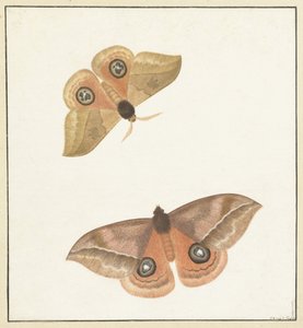 Two Butterflies
