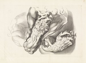 Anatomical Studies of Arms by Paulus Pontius