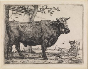 The Bull by Paulus Potter
