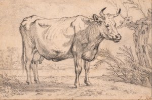 A Standing Cow by Paulus Potter