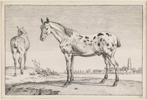 The Docked Horse by Paulus Potter