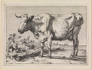 Cow with Twisted Horn by Paulus Potter