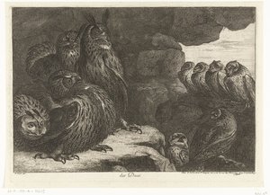 Owls in a Cave