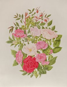 Various Pink Roses