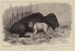 Bison and calf at London Zoo by Percy Harland Fisher