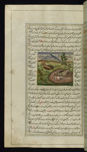 A Jackal Devours a Hare from Lights of Canopus by Persian School