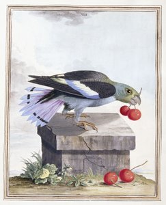 Plate VIII by Peter Brown