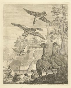 Ducks and Herons at a Bird Pond