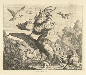 Rooster Attacks a Peacock