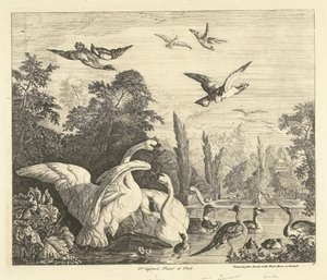 Swans and Ducks in a Bird Pond