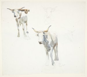 Italian Oxen. Popeji by Peter Hansen