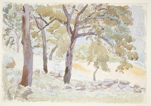 Outskirts of a Forest