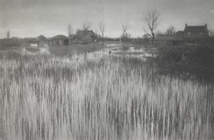 A Rushy Shore