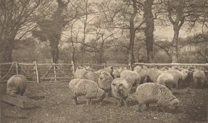 An Autumn Pastoral by Peter Henry Emerson