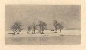 Gnarled-Thorn Trees