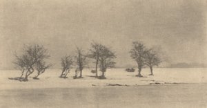 Gnarled-Thorn Trees