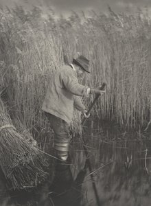 A Reed-Cutter at Work