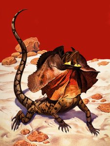 Frilled Lizard