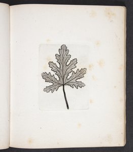 Print of a Leaf by Peter Larsen Kyhl