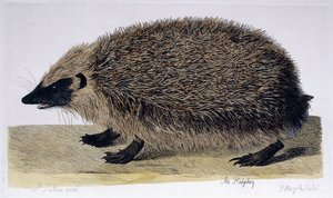 The Hedgehog