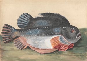 Lumpsucker (Male)