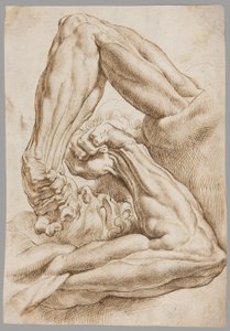 A Sheet of Anatomical Studies
