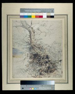 A dying tree, its trunk covered with brambles, beside a fence by Peter Paul Rubens