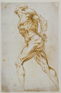 Anatomical Study: A Nude Striding to the Right, His Hands Behind His Back